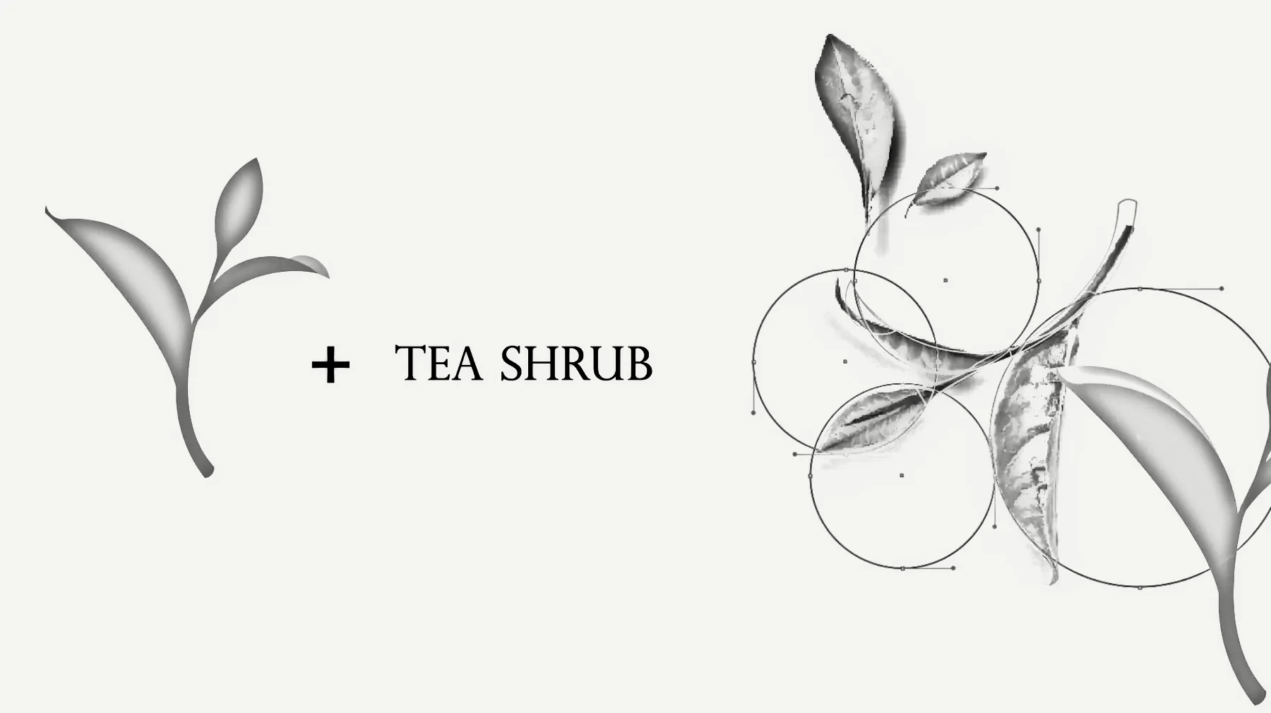 Pencil construction of the Tea Shrub logo: a tea leaf drawn from circles